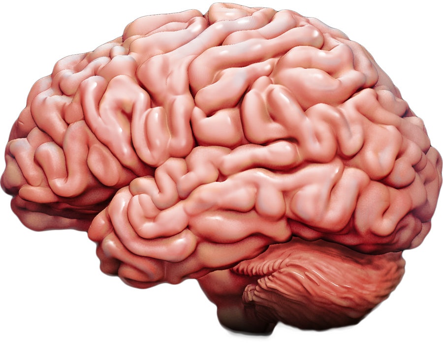 Interactive Brain - How Injury Can Affect the Brain