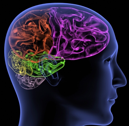 Neuroanatomy of Behavior After Brain Injury | BrainLine