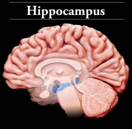 human hippocampus anatomy