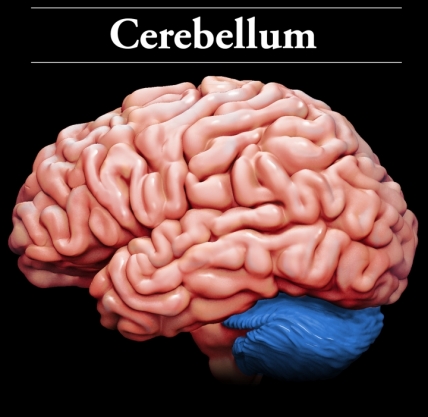 The cerebellum role is coordinates movement and balance