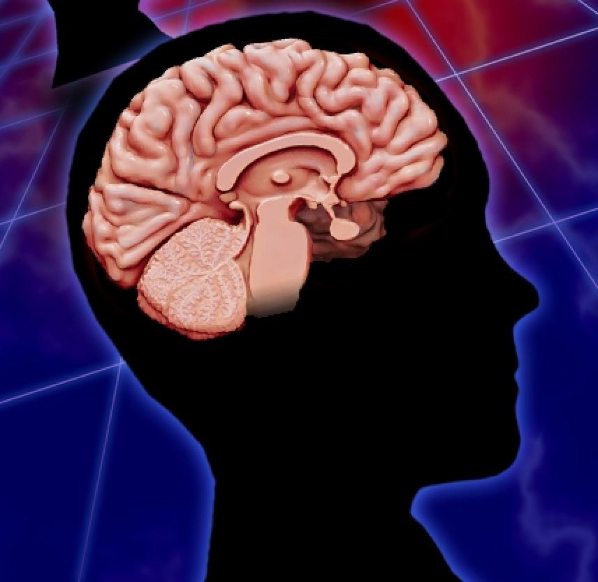Basic Brain Anatomy and How TBI Can Affect It - Snellings Law
